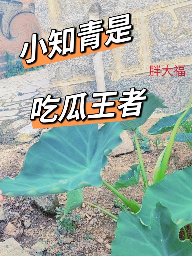 小知青是吃瓜王者的嗎