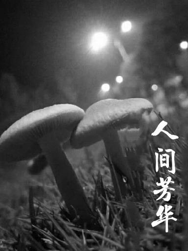 人間芳華歲歲皆安