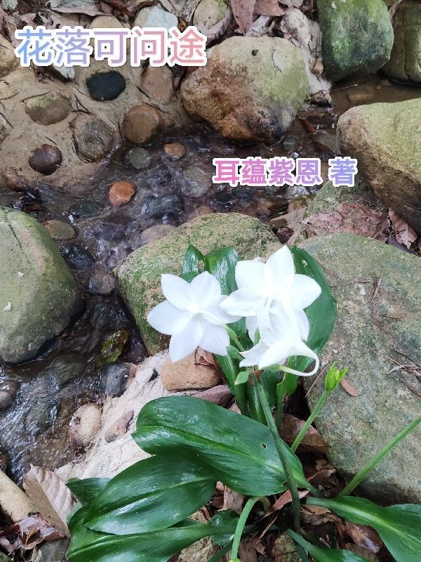 花落可問途